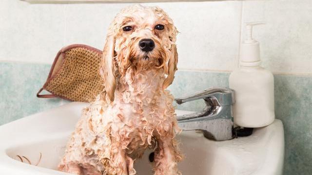 给泰迪洗澡正确的方法,狗洗澡的十大忌讳,泰迪犬洗澡用什么？