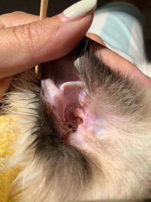 猫耳朵发炎用什么药,猫耳朵发炎用什么药好,小猫耳朵化脓怎么办？