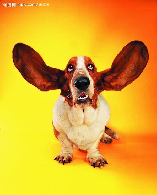 长耳朵狗叫什么名字,长耳朵狗叫什么名字卡通,耳朵竖起来的狗品种？