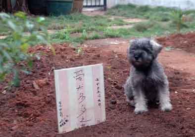 治疗犬瘟的土方法,治疗犬瘟的土方法 上海,请问如果家里宠物去世了，它的尸体应该怎么处理？