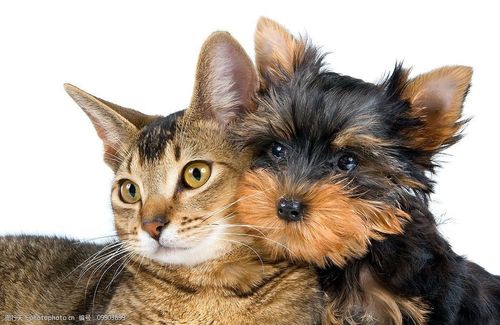猫的耳朵有什么作用,猫的耳朵有什么作用和特点,狗和猫的耳朵有什么作用？