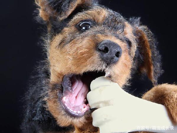 狗卡住喉咙的自救方法,狗卡住喉咙的自救方法狗狗吃辣的会怎么样,如果被狗咬怎么自救？