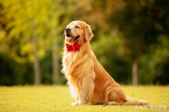 金毛训练方法大全集,金毛训练技巧,十个最好的金毛犬训练方法？