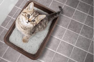 猫尿结石快速治疗方法,猫尿结石最快的排出方法,猫咪尿闭最快的排出方法？