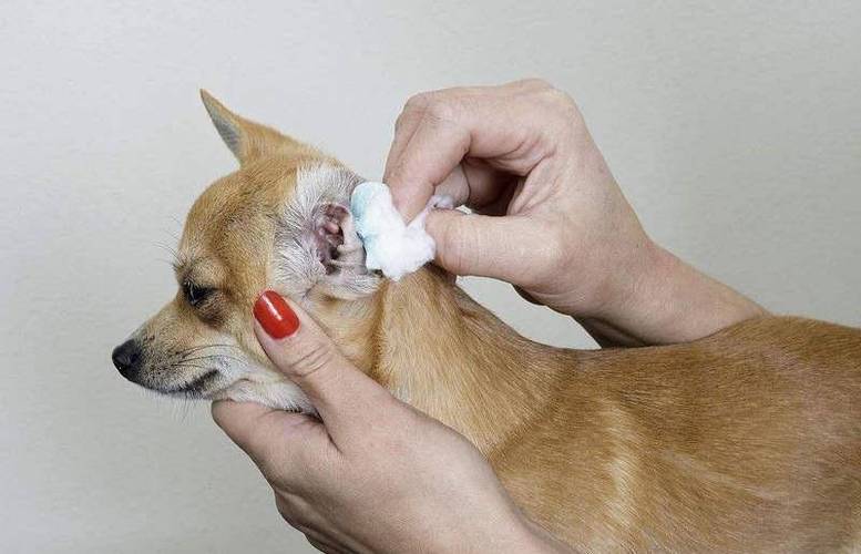 狗狗耳朵有耳螨怎么办,狗狗耳朵有耳螨怎么办用碘伏行吗,幼犬耳螨怎么清理？