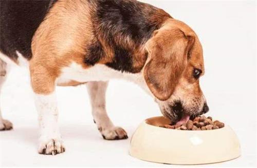 给狗狗喂食的正确方法,狗狗最讨厌摸哪里,狗狗一天最好吃几顿才有利它的健康？