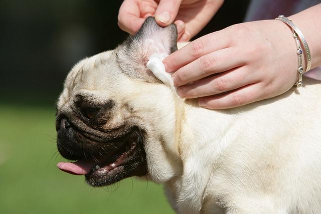 如何给狗狗清理耳朵,如何给狗狗清理耳朵才不会有耳螨,怎么给狗掏耳朵？