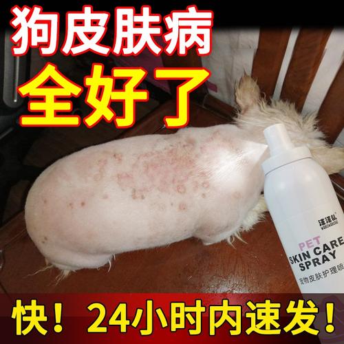 犬湿疹治疗方法,犬湿疹治疗方法有哪些,小狗身上全是皮肤病？