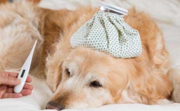 犬感冒症状及治疗方法,犬感冒症状及治疗方法论文,狗狗感冒了怎么办？