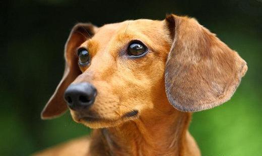 小狗的耳朵有什么作用,小狗的耳朵有什么作用和特点,狗尾巴起什么作用？