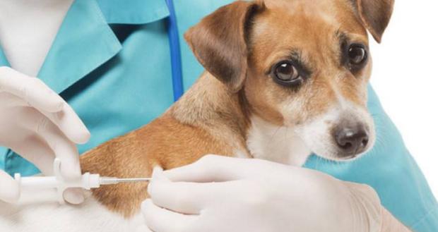 狗狗细小病毒的治疗方法,狗狗细小病毒的治疗方法都有哪些,细小病毒治疗方法？