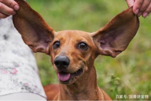 小狗的耳朵有什么特点,小狗的耳朵有什么特点和作用,为什么狗的耳朵有的直而有的弯？