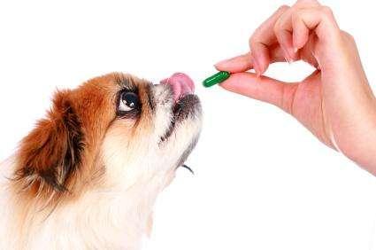 小狗翻肠子治疗土方法,小狗翻肠子治疗土方法奥美拉唑肠溶胶囊一次吃多少,狗狗翻肠子怎么办民间土方法？