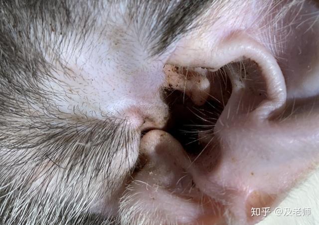 猫咪耳朵里有耳螨怎么办,猫咪耳朵里有耳螨怎么办严重吗,猫耳有耳螨怎么去除？