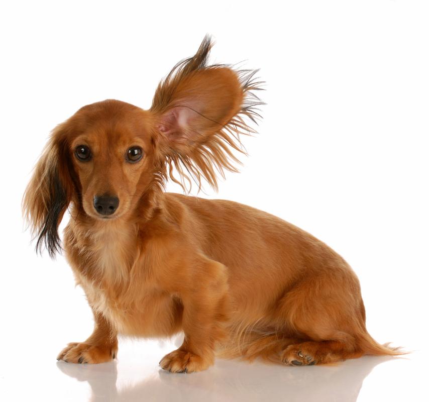 长耳朵狗叫什么,长耳朵狗叫什么名字,耳朵竖起来的狗品种？