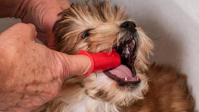 狗嘴流粘液的治疗方法,狗嘴流粘液的治疗方法是什么,狗狗得细小嘴里粘液特别多怎么办？