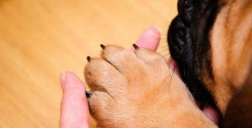 怎么形容小狗的耳朵,怎么形容小狗的耳朵的形状,形容狗爪子的句子？