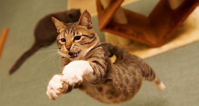 猫咪训练方法,猫咪训练方法养猫的诡异禁忌,猫咪出门喜欢到处乱跑怎么训练？