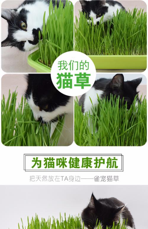 猫草水培方法,猫草水培方法视频,猫草怎么种植，猫草和猫薄荷猫咪吃了会出现什么反应，营养土能加什么东西进去当肥料？