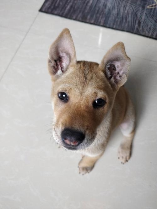 小狗耳朵大是什么品种,耳朵大的土狗是什么狗,大耳朵小狗是什么品种？