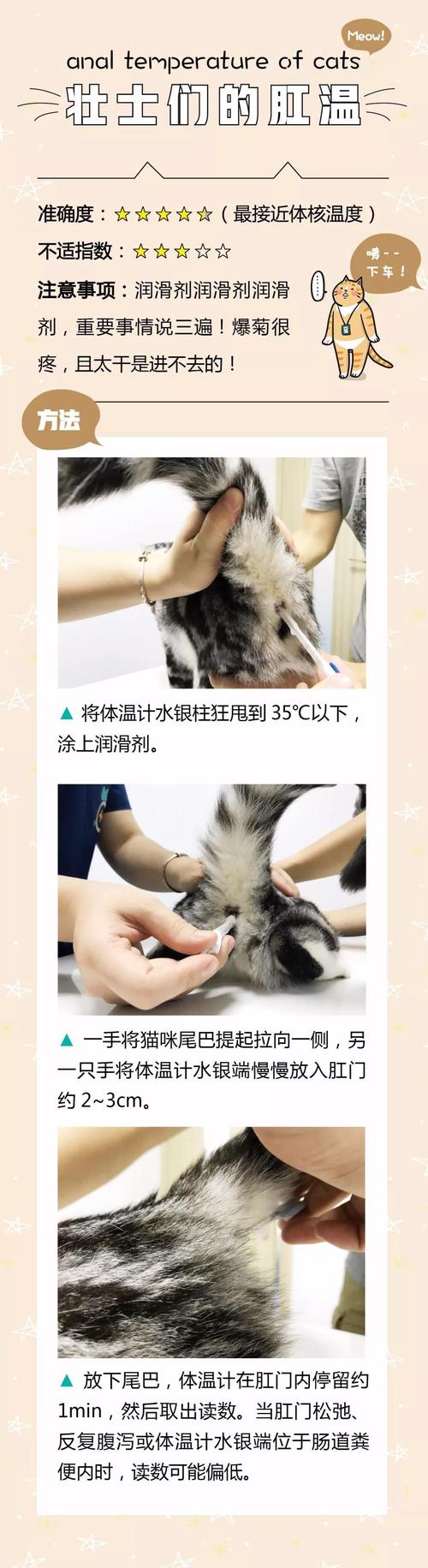 猫咪量体温的方法,猫咪量体温的方法图片,一个月大的小猫怎么测体温？