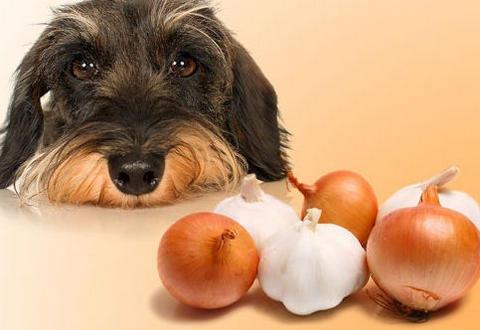 狗吃了洋葱处理方法,狗吃了洋葱处理方法维生素E,狗狗不小心吃了一小块洋葱怎么办？