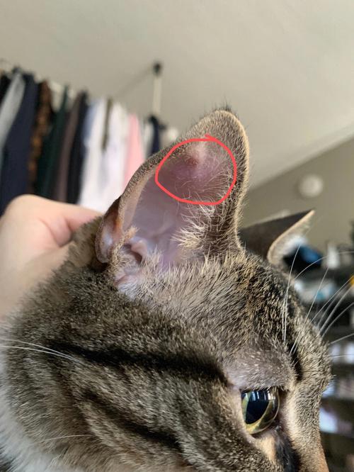 猫耳朵红了怎么回事,猫耳朵上长癣初期图片,猫咪耳朵边红红的是怎么回事？