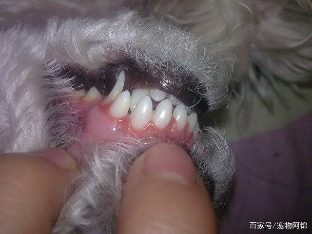 狗狗牙龈红肿治疗方法,狗狗牙龈红肿治疗方法有哪些,比熊牙龈什么颜色算正常？