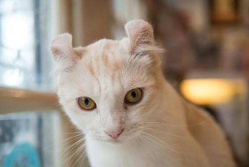圆耳朵的猫是什么品种,圆耳朵的猫是什么品种图片,尖耳朵猫是什么品种？