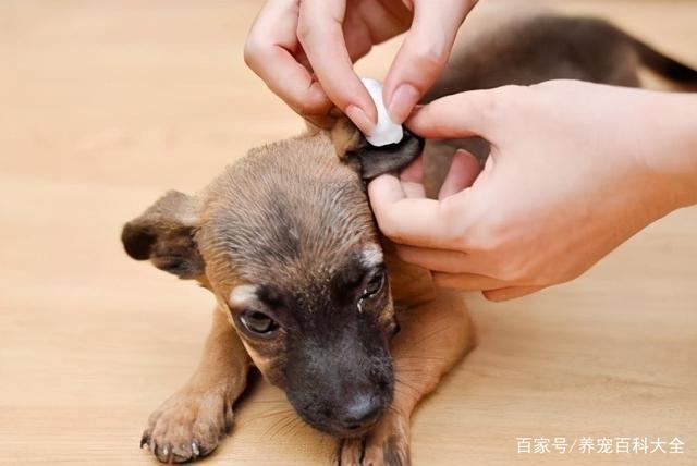 狗狗耳朵不立怎么办,帮助狗狗立耳最简单方法,狗狗的耳朵为什么耷拉下来了原来是竖着的是缺钙了？