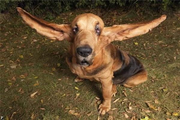 耳朵特别大的狗叫什么,耳朵特别大的狗叫什么名字,长耳朵狮子狗什么品种？