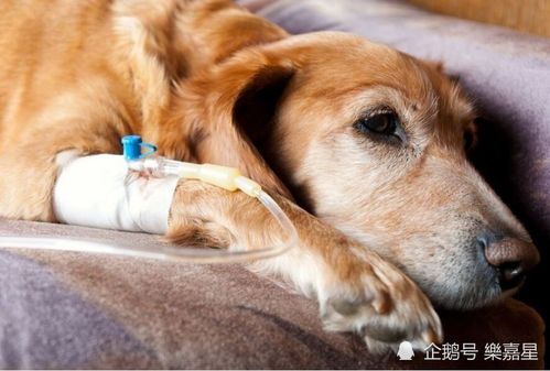狗低血糖紧急处理方法,狗狗低血糖奄奄一息怎么急救,狗狗患上低血糖，会有哪些症状？