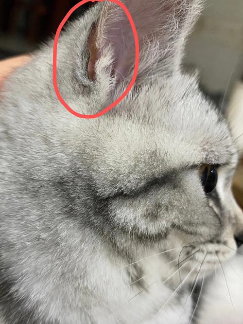 猫的耳朵为什么有两层,猫耳朵边上是裂开的两层,美短耳朵怎么有两层？