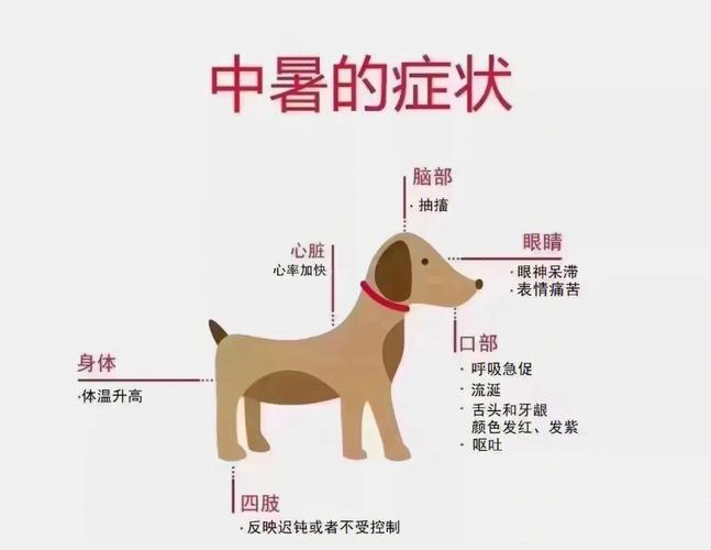 狗中暑的症状及治疗方法,狗中暑的症状及治疗方法视频,狗狗中暑怎么办？