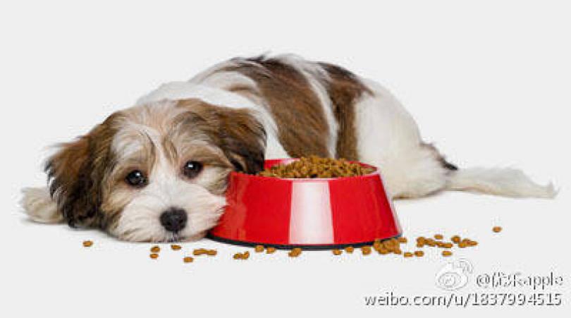 狗厌食症怎么治疗方法,狗厌食症怎么治疗方法最好,幼犬不吃不喝的原因及解决方法？