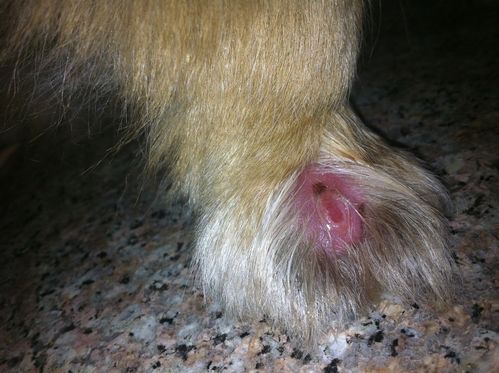 狗狗囊肿怎么治疗方法,狗狗皮下囊肿图片,小狗爪子间长了个大包？