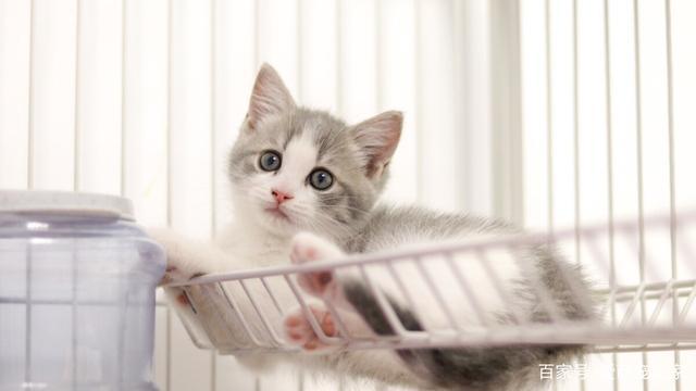 2至6月幼猫喂养方法,2至6月幼猫喂养方法的用量,怎么喂养2星期大的小猫？