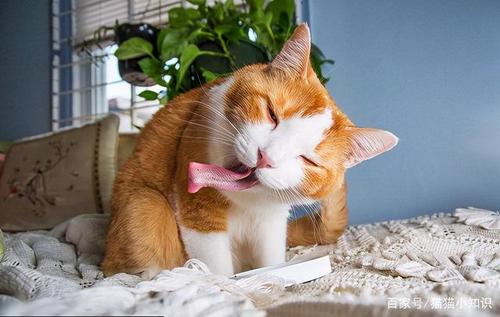 猫咪除口臭的简单方法,猫咪除口臭的简单方法也没有喷的,猫咪口臭的解决方法？
