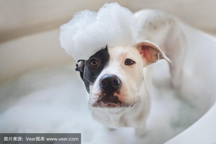 狗狗 洗澡,狗狗洗澡的正确方法,给狗狗洗澡的方法和步骤？