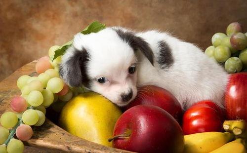 狗狗可以吃,狗狗可以吃葡萄不?,狗狗能吃饼子吗？