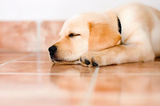 狗狗怎么睡觉,狗狗怎样睡觉有安全感,狗一天的睡眠时间？