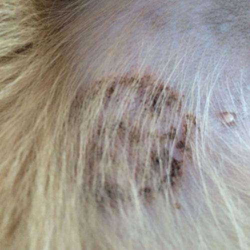 狗狗 皮肤病,狗狗皮肤病图片对照大全,如何判断狗狗得了皮肤病？