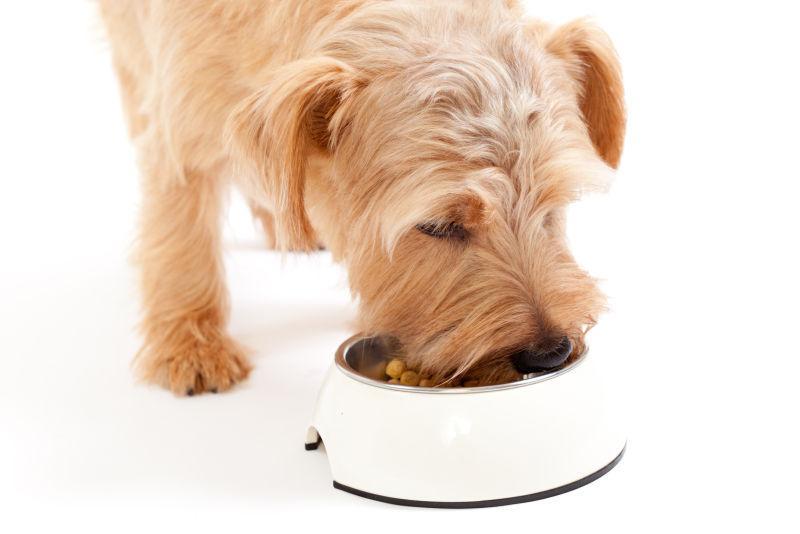 狗狗可以吃什么,狗狗可以吃什么水果,宠物狗只能吃狗粮吗，喂人吃的饭菜行不行？