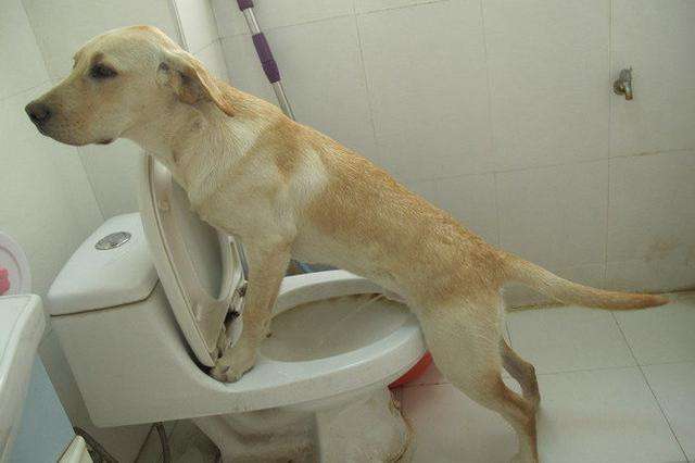 狗狗怎么上厕所,怎样让狗狗去卫生间大小便,怎样训练狗狗到厕所大小便？