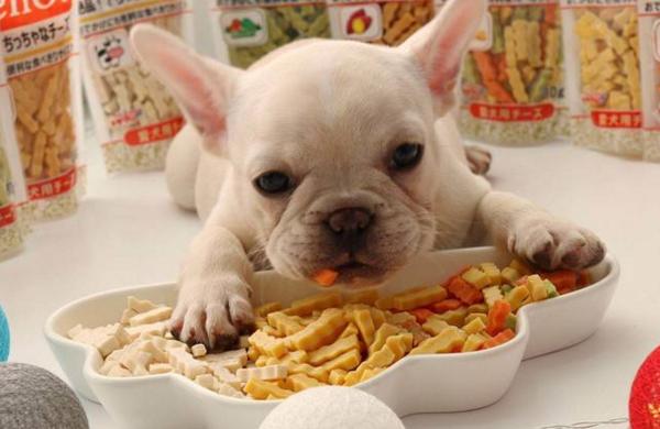 小狗狗吃什么,小狗狗吃什么最好,给5个月大的小狗狗吃什么好呢？