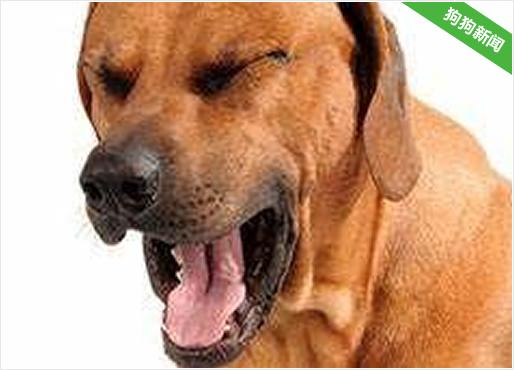 狗狗的声音,狗狗的声音播放器,狗狗发出的各种声音是什么意思?如发出擤鼻涕似的声音，是撒娇吗？