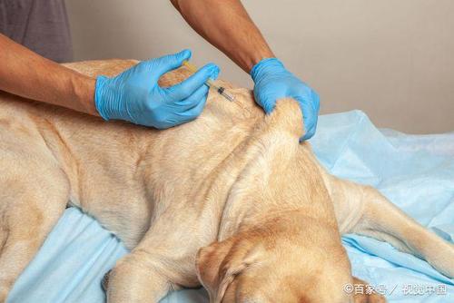 狗狗怎么打疫苗,狗狗怎么打疫苗步骤,狗狗幼犬打疫苗怎么打？打在身体什么地方？具体怎么操作？
