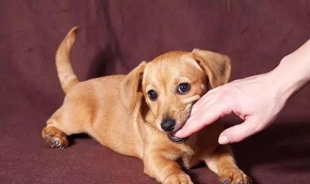 狗狗为什么咬人,狗狗为什么咬人手指头,小狗喜欢咬人，但是不是真的咬，就像含着一般，是怎么回事？