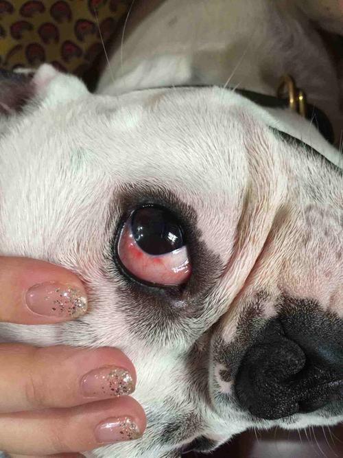 狗狗的眼睛,狗狗的眼睛发红是什么原因用什么可以消炎,怎么看幼犬眼睛是不是看得见？