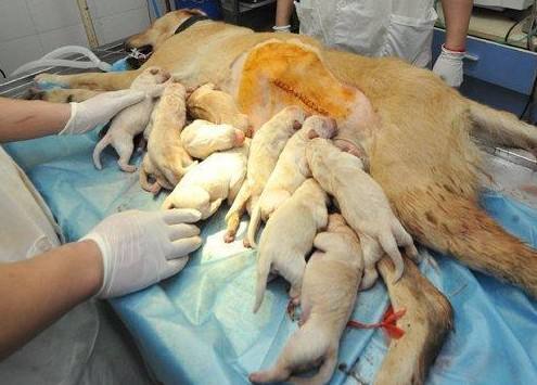 狗狗怎么生产,狗狗怎么生产需要去医院吗,动物生产分娩过程？